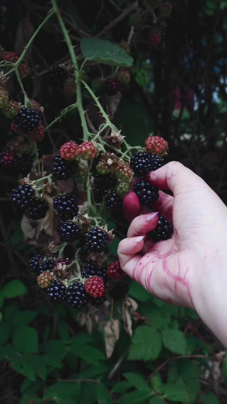 Nectar of the Fae – Midgaarb